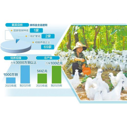 “白鳳仙子”養成記——江西泰和打造百億元級烏雞產業